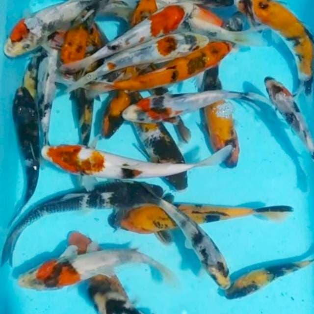 Pkt SOWARIGOI(showa, shiro, utsuri, tategoi) 30ekr