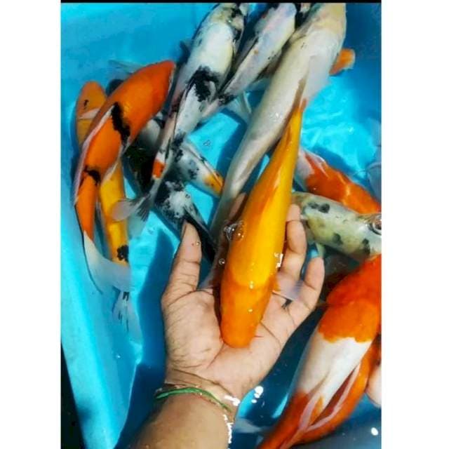 Pkt KOWARIGOI(kohaku, showa, shiro, benigoi)15ekr