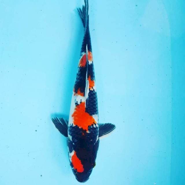 MARUTEN SHOWA ORIGINAL 37CM