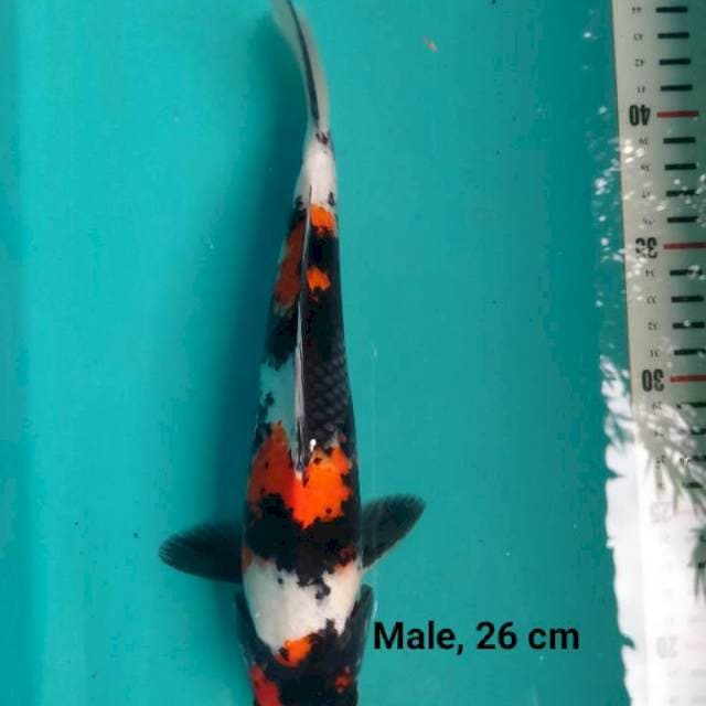 Showa,. 26 cm