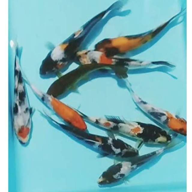 Pkt SOWARIGOI(showa, Shiro, utsuri) 10ekr