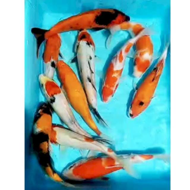 Pkt KOWARIGOI(KOHAKU, SHOWA, Siro, utsuri, benigoi) 11ekr