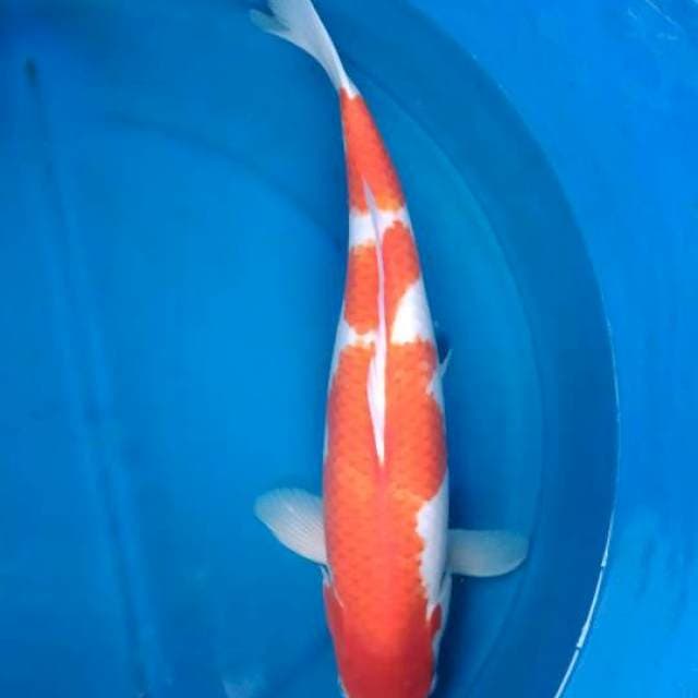Sk kohaku