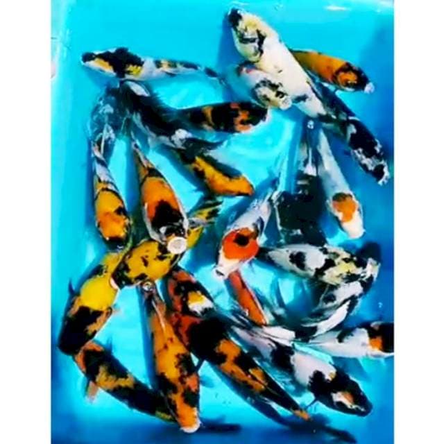 Pkt SOWARI(showa, shiro, utsuri) 25ekr