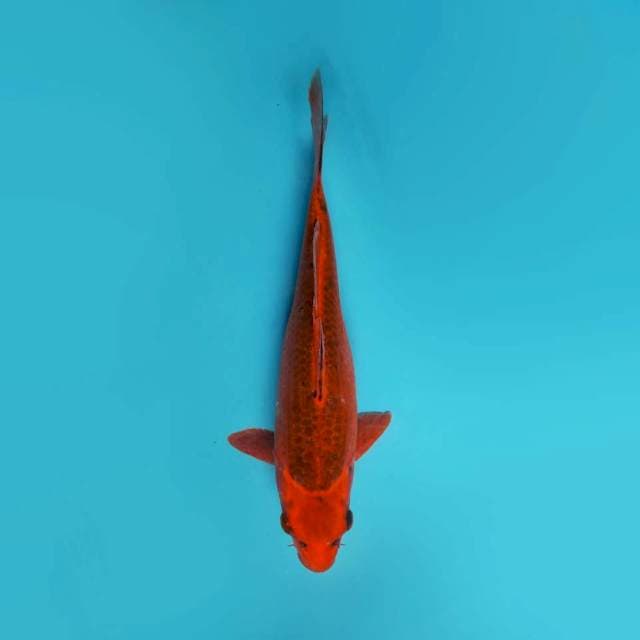 Aka matsuba 32cm