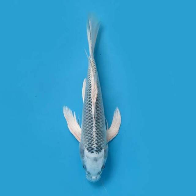 Kumpay 39 cm