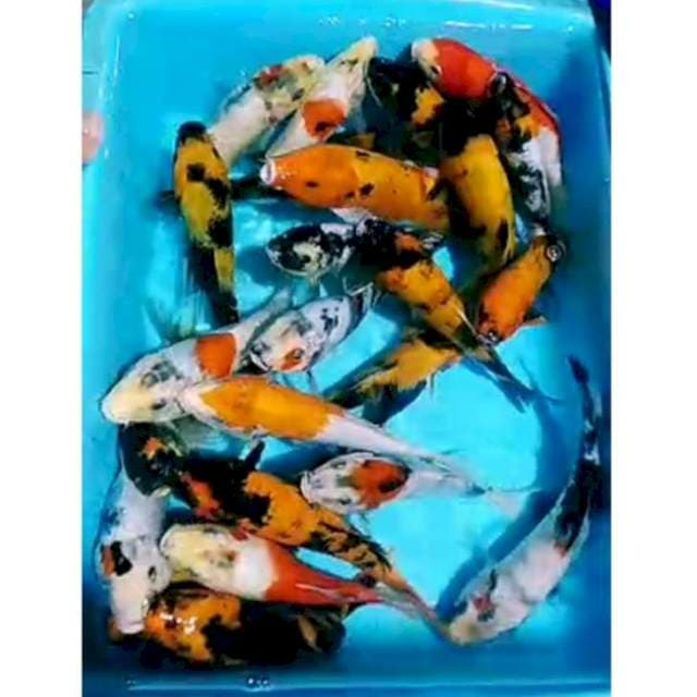 Pkt SOWARI(showa, shiro, utsuri) 25ekr