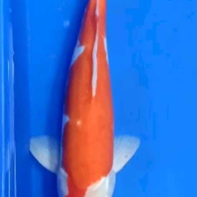 Kohaku doit 36 cm male