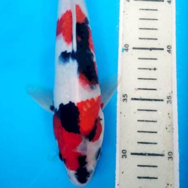 showa male 28 cm