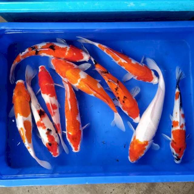 10ekor mix grade A