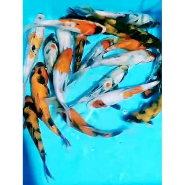 pkt SOWARI (showa, Shiro utsuri) 20ekr