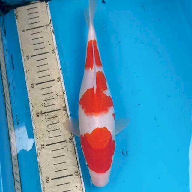 Kohaku 30cm