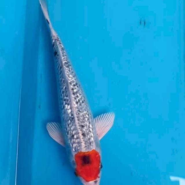 Tancho ori 26cm