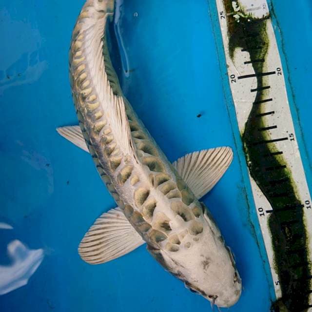MUKASHI ARAGOKE 33 cm