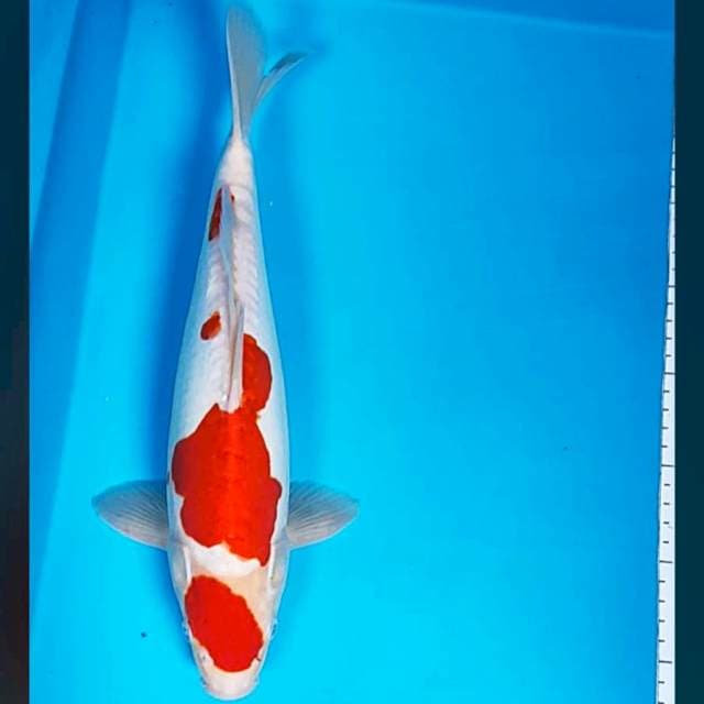 Maruten kohaku doit 35cm male