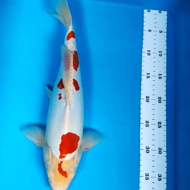 Kohaku doit jumbo 38cm