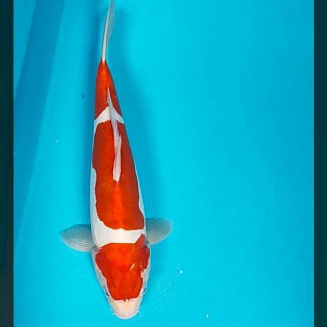 Sandan kohaku 31cm male