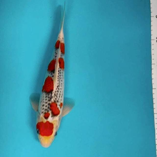 Goshiki sakura 27cm male