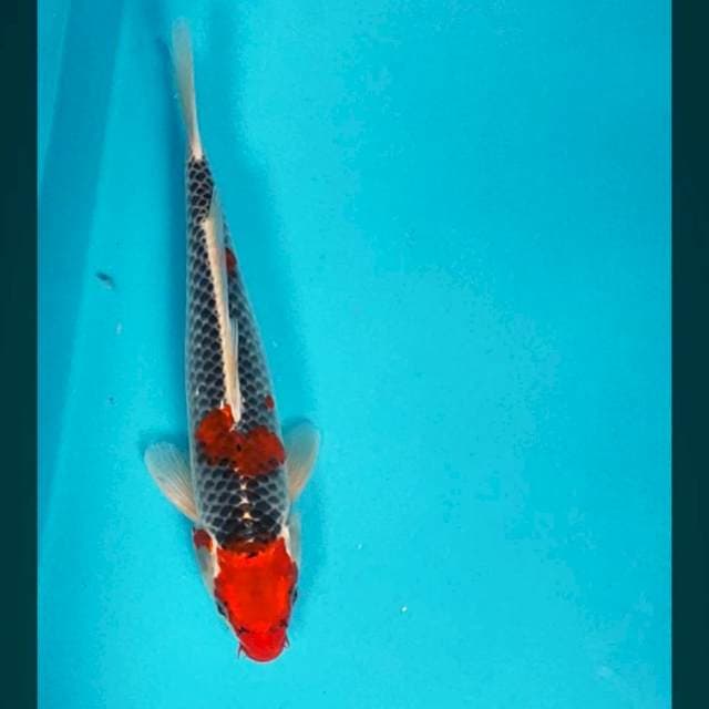Goshiki strong 27cm male