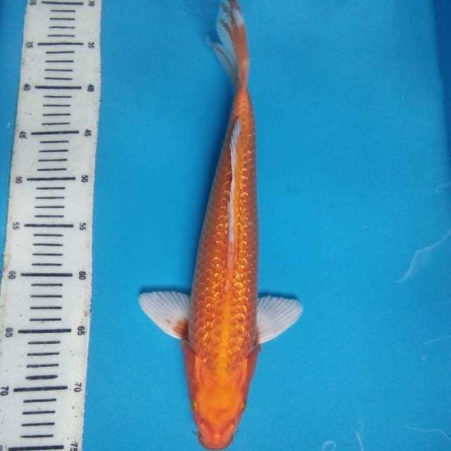 Yamabuki ginrin 40 cm