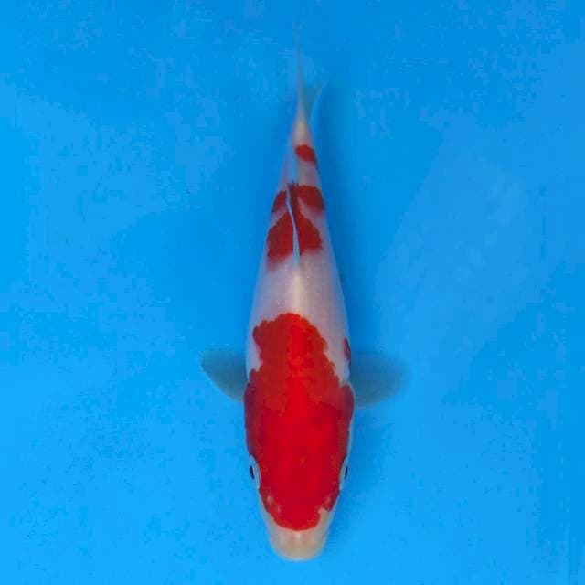 Ogata Kohaku