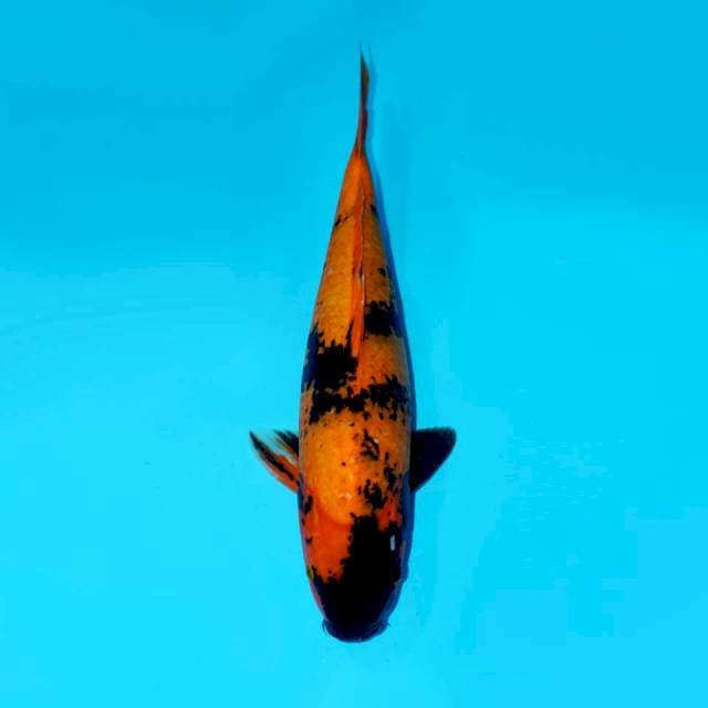 HIU, 40CM