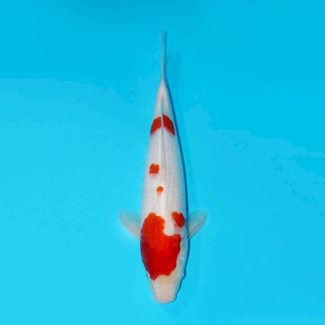 KOHAKU, 35CM
