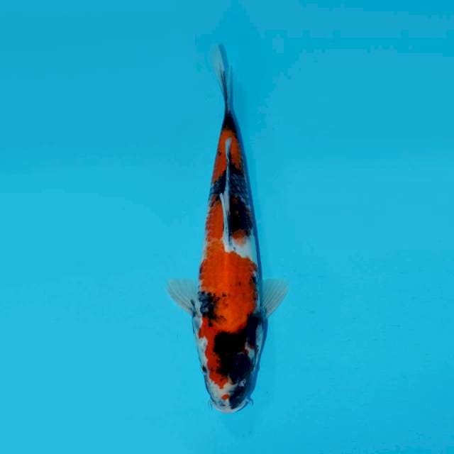 SHOWA SANSHOKU, 34CM