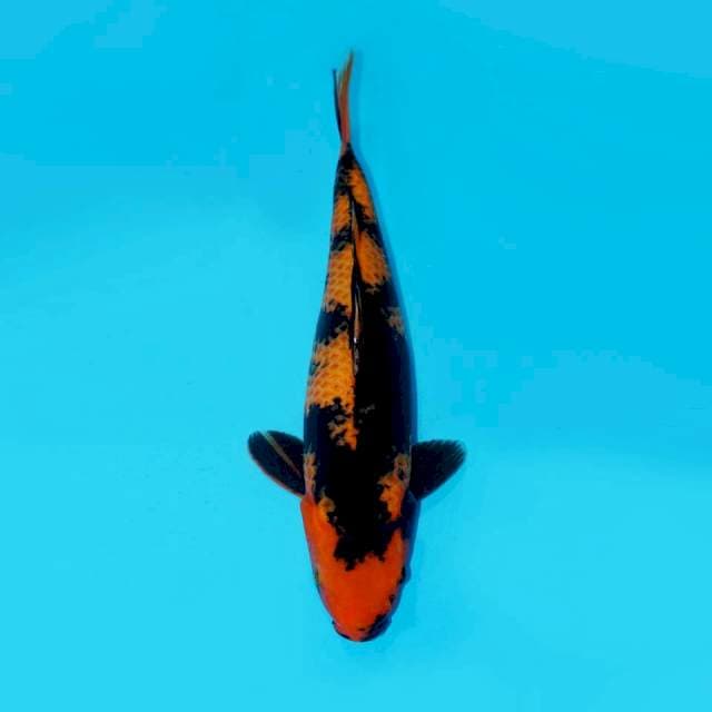 HIU, 41CM