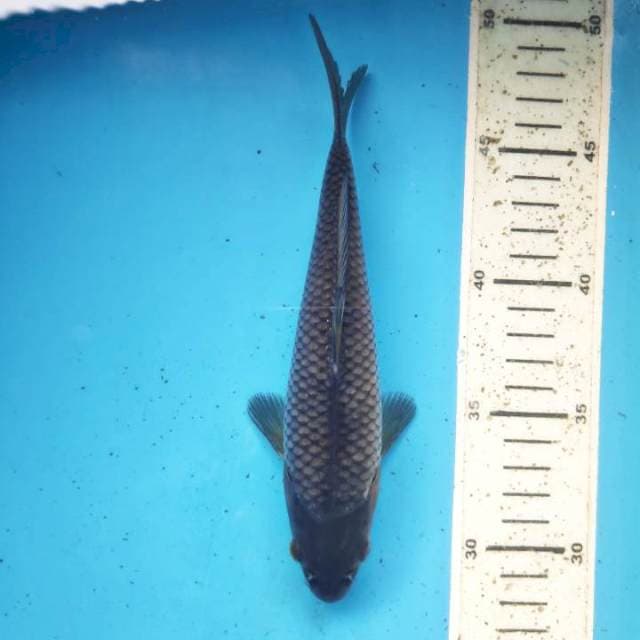 Soragoi, 19cm