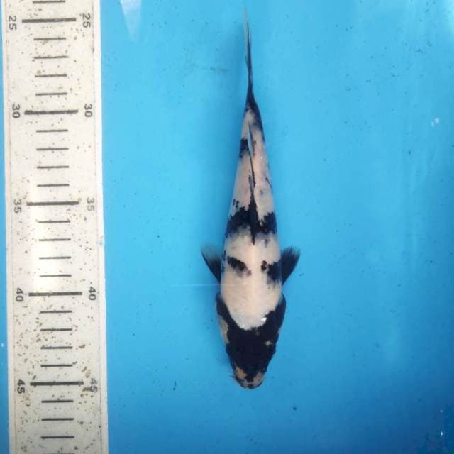 Shiro, 19cm
