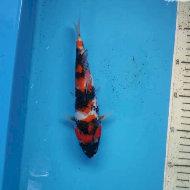 Showa, 20cm