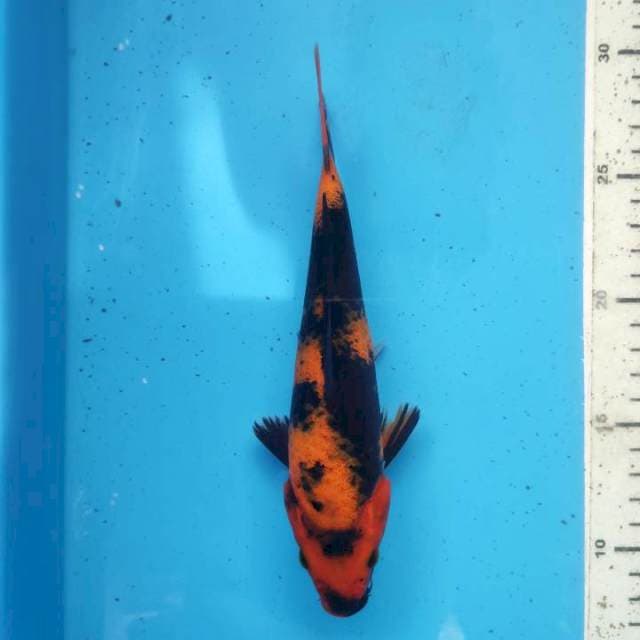 Hi utsuri, 20cm