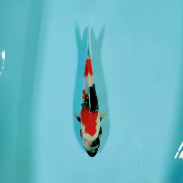 Showa 29 cm