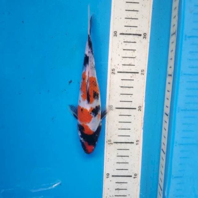 Showa, 19cm