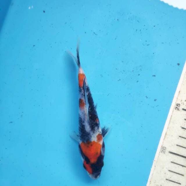 Showa, 15cm