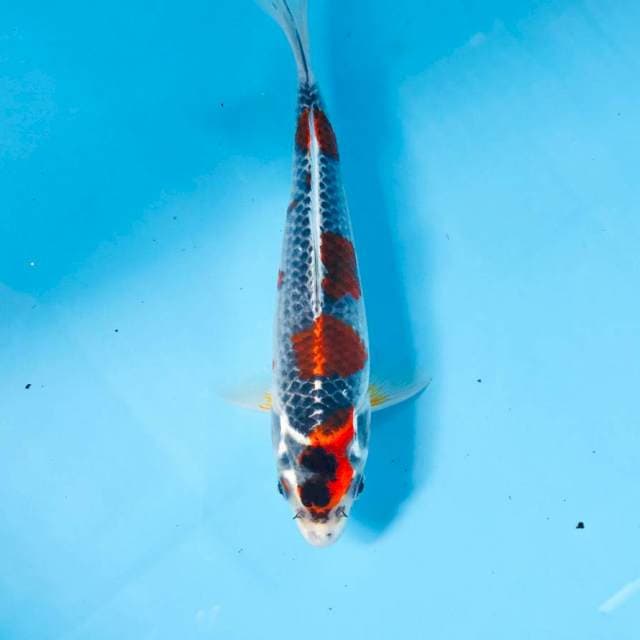 Goshiki, 20 cm