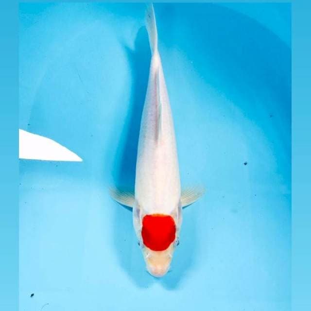 Tancho Kohaku, 32 cm
