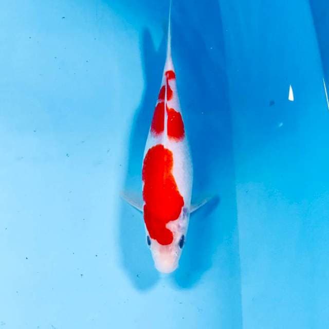 Kohaku, 20 cm