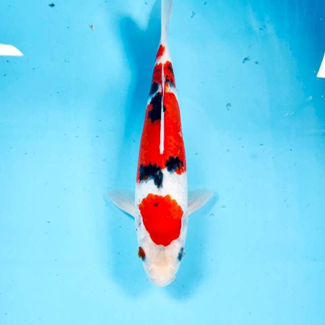 Sanke, 25 cm
