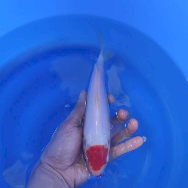 tancho kohaku (original)