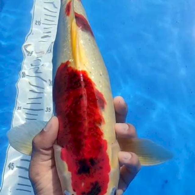 Goromo male 45cm