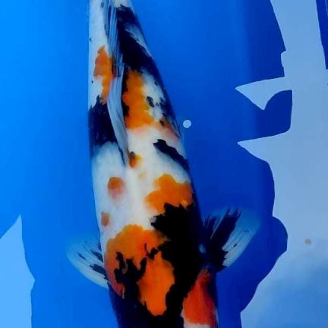 Showa male 45cm