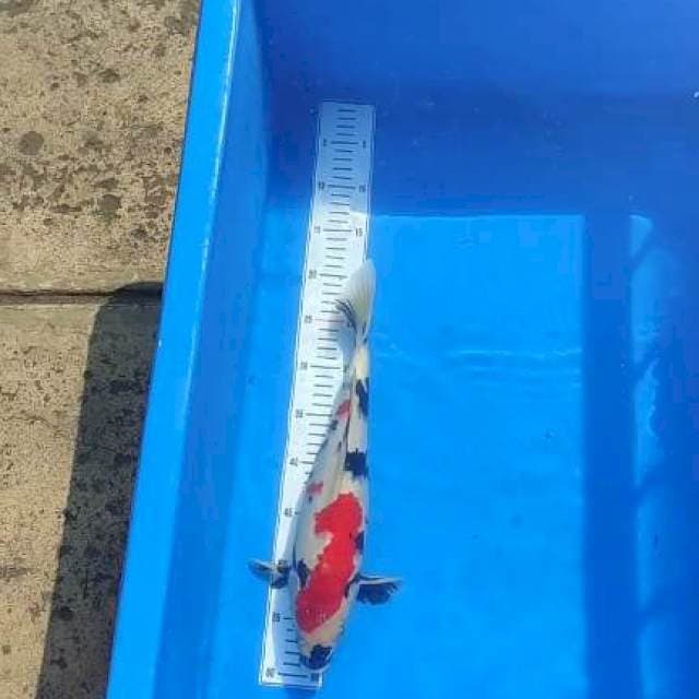 Showa kinday 43cm