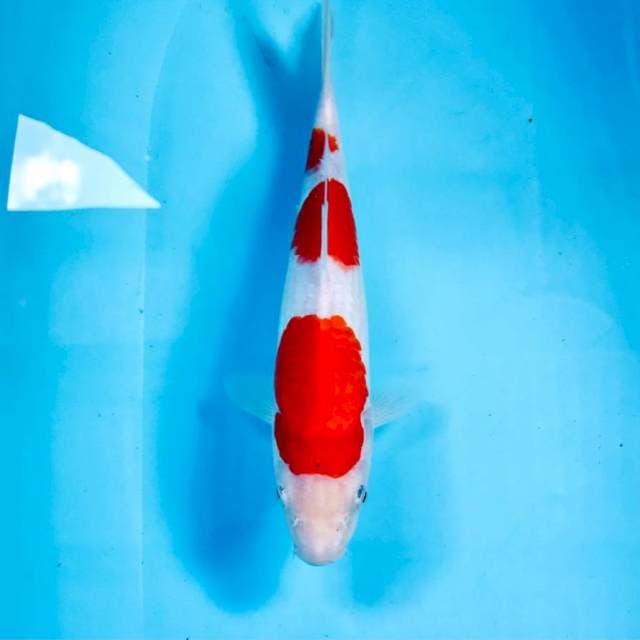 Kohaku, 25 cm