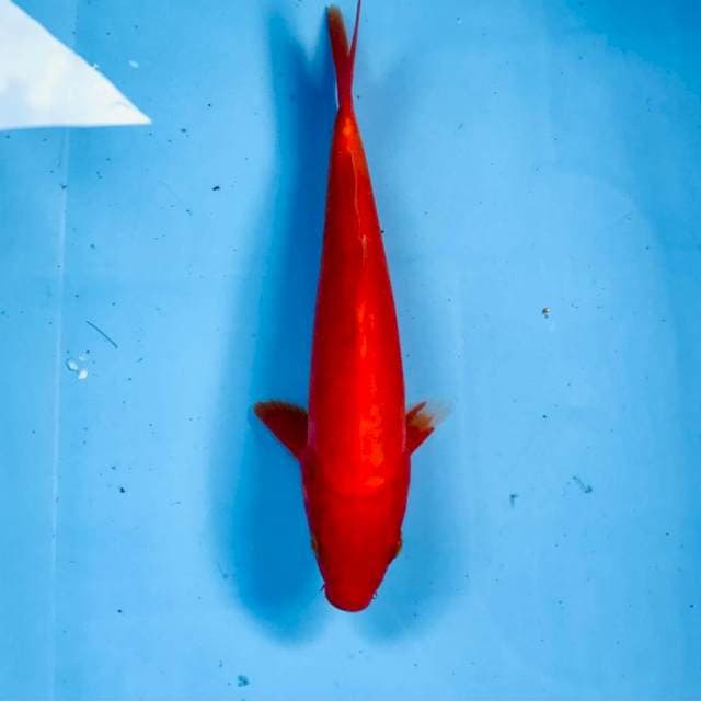 Aka hajiro doitsu, 21 cm