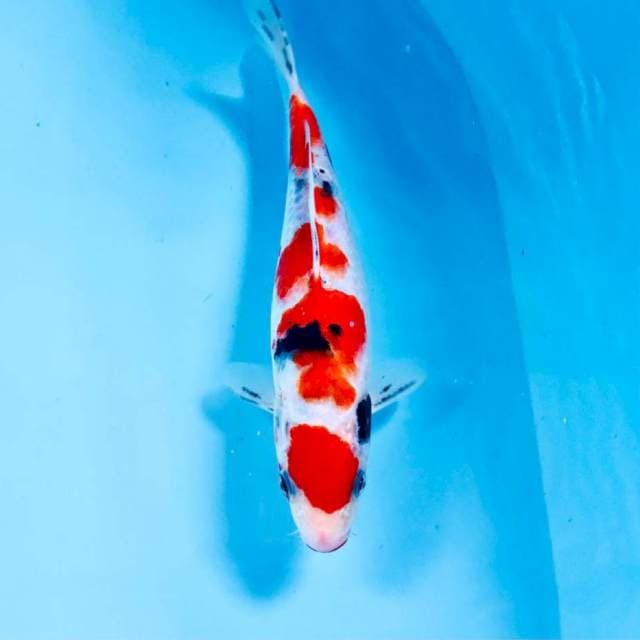 Sanke, 22 cm