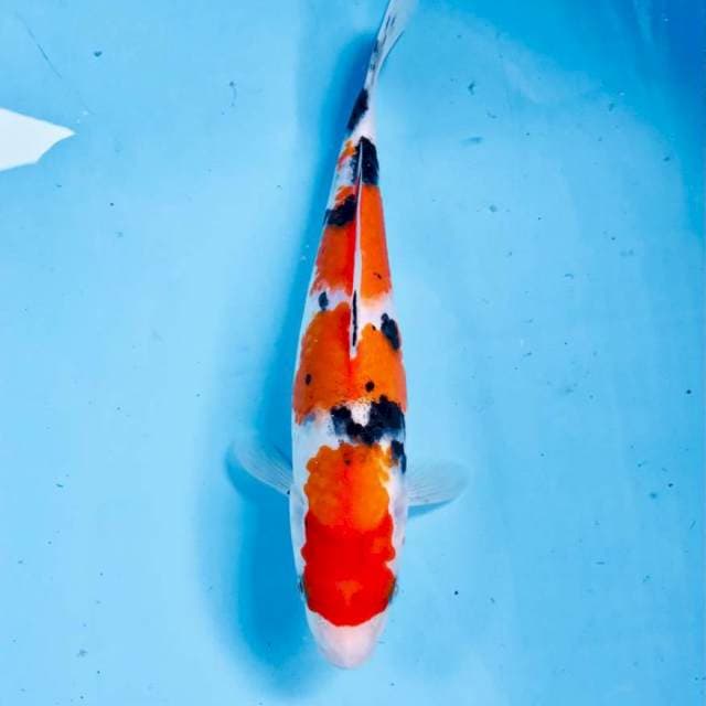 Sanke, 25 cm
