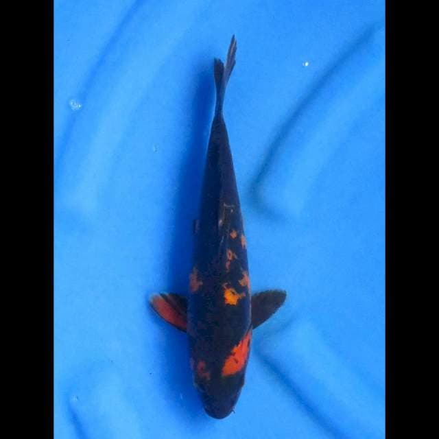 Hiut 25cm