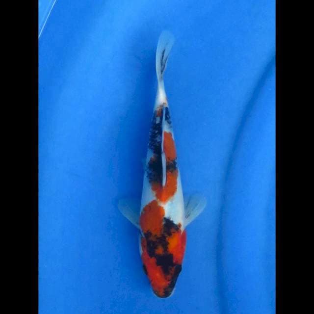 Showa 22cm